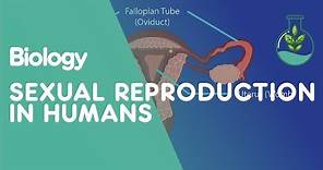 Sexual Reproduction Humans | Genetics | Biology | FuseSchool