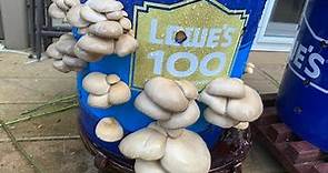 种蘑菇--最简单平菇，杏鲍菇种植方法，以后再也不用去超市买了！