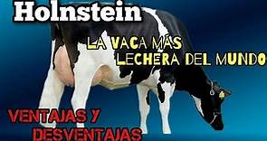 Ganado Holstein ventajas y desventajas