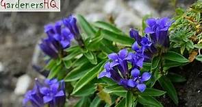 Gentiana Plant Growing Guide (Gentian) by Gardener's HQ