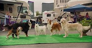 Show Dogs Entriamo in Scena | Trailer