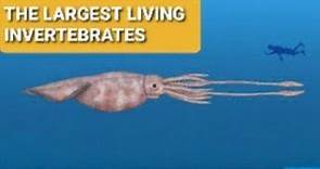 Facts About Colossal Squid | The Largest Living Invertebrates