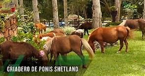 Criadero de ponis Shetland - TvAgro por Juan Gonzalo Angel Restrepo