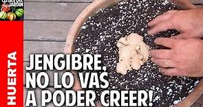Como plantar jengibre en maceta - How to grow ginger in a container @cosasdeljardin