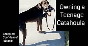 Everything you need to know before your catahoula becomes a teenager