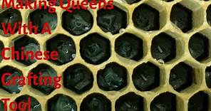 Making Queen bees with a Chinese grafting tool