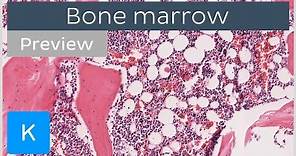 Bone marrow: location and labeled histology (preview) | Kenhub