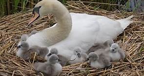 Swan Cygnets Adorable at 2 Days Old | Mute Swan | Discover Wildlife | Robert E Fuller