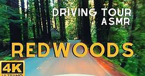 Scenic Drive of the Redwoods of Northern California | San Francisco Bay Area Woodside Redwoods 4K