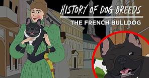 History of Dog Breeds: THE FRENCH BULLDOG!