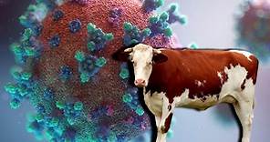 Enfermedad de las vacas locas: ¿qué es y puede ser transmitida a humanos?