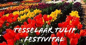 Tesselaar Tulip Festival 2019 | Silvan, Victoria | Australia