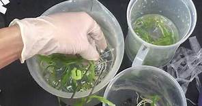 Plant tissue culture - Acclimatization