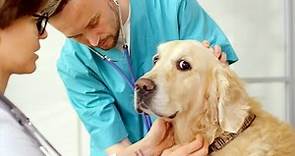 Treating Cushing's Disease in Dogs