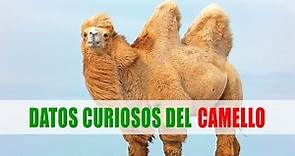 Los camellos (Camelus) | Datos curiosos de animales
