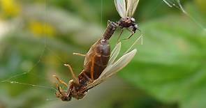 Flying ant day: when winged ants take their nuptial flight