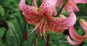 Tiger Lily Symmetry Collection Stunning assortment of tiger lilies