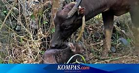 Mengenal Anoa, Hewan Endemik Sulawesi yang Hampir Punah