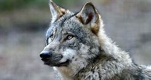 Dokumentation und Reportage: Die Wölfe sind los - Zwischen Wut und Artenschutz
