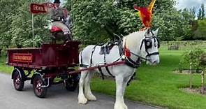 Hook Norton Brewery Shire Horses - 2023 in review