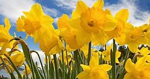 DAFFODILS - "I Wandered Lonely as a Cloud" by William Wordsworth