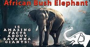 "African Bush Elephant: 15 Interesting Facts About the African Bush Elephant"