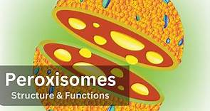 Peroxisomes, Peroxisomes Structure and Function|| Biology ||Cell Biology