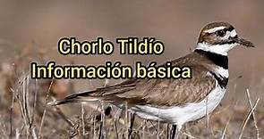 Ave, Chorlo Tildío / Información Básica.