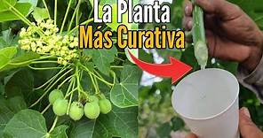 INCREÍBLE PLANTA MEDICINAL CURA MUCHAS ENFERMEDADES |Plantas Curativas| Desinflama, Cicatriza