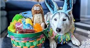 Surprising My Husky With An Easter Basket 🐰 Dog Easter Basket Haul