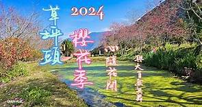 【草坪頭櫻花季】2024櫻花季正式展開，桃、李、杜鵑、油菜花一起來爭艷
