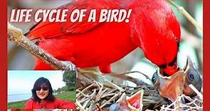 Life Cycle of a Bird | Life Cycle of Cardinal | Online Learning for Kids | Knowledge Video for Kids