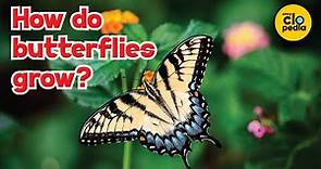 How do butterflies grow?