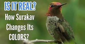 Is it Real? Surakav The humming bird Who changes its colors costs 25 lakhs! Check Description