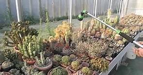 Annaffiare (bagnare) cactus e piante succulente