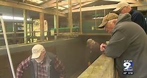 Winchester Bay salmon hatchery recovering after salmon killed