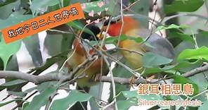 香港公園觀鳥園雀鳥放閃　繁殖期展現梳毛、分享食物等求愛行為【短片】 (09:14) - 20211110 - 熱點