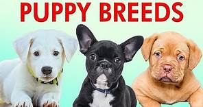 PUPPY BREEDS 101 - Learn Different Breeds of Puppies | Breeds of Dogs