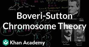 Boveri-Sutton Chromosome Theory