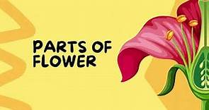 Flower Anatomy Revealed: An Illustrative Video Exploring the Parts of a Flower