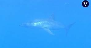 Tiburón mako a la vista ante las costas de Garraf