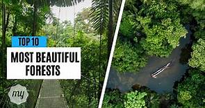 10 Most Beautiful Forests in the World