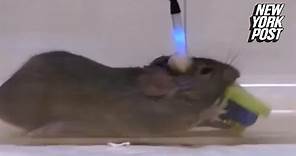 Lasers turn lab mice into brutal killers | New York Post