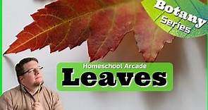 Leaves | Function, Anatomy, & Types of Leaves
