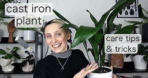 MY EASIEST PLANT | Cast Iron Plant Care