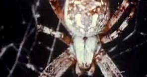 Spiders: Backyard Science (clip)