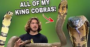 All my King Cobras!!