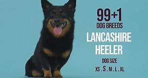 Lancashire Heeler / 99+1 Dog Breeds