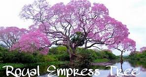 Royal Empress Tree | Paulownia tomentosa | Fastest Growing Tree In The World! #Paulownia