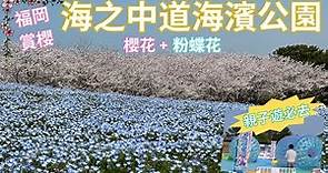 [4K] 九州福岡櫻花 ︳海之中道海濱公園 ︳櫻花 ︳粉蝶花 ︳打卡熱點 ︳親子遊推介